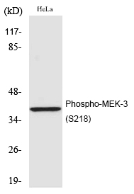 MEK-3 (Phospho-Ser218)