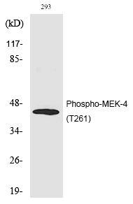 MEK-4 (Phospho-Thr261)