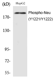 Neu (Phospho-Tyr1221/Tyr1222)