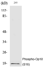Op18 (Phospho-Ser16)