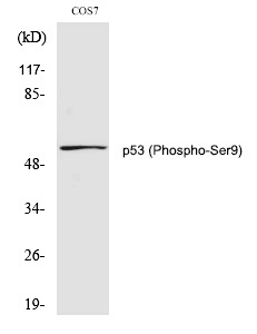 p53 (Phospho-Ser9)