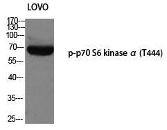 p7S6 kinase α (Phospho-Thr444)