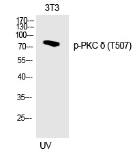 PKC δ(Phospho-Thr507)