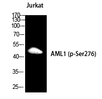 RUNX1 (Phospho-Ser249)