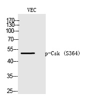 Csk (Phospho-Ser364)