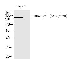 HDAC5/9 (Phospho-Ser259/220)