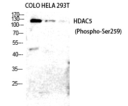 Rabbit Polyclonal Antibody to HDAC5/9 (Phospho-Ser259/220)