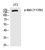 Met (Phospho-Tyr1356)