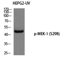 MEK-1 (Phospho-Ser298)