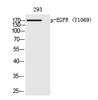 EGFR (Phospho-Tyr1069)