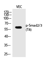 Smad2/3 (Phospho-Thr8)