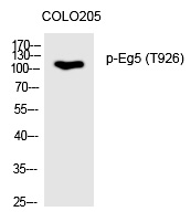Eg5 (Phospho-Thr926)
