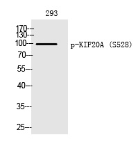 KIF20A (Phospho-Ser528)