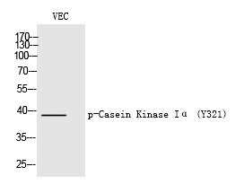 Casein Kinase Iα (Phospho-Thr321)