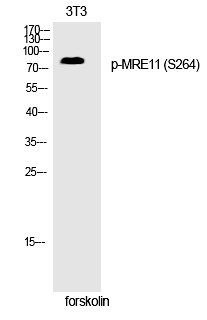 MRE11 (Phospho-Ser264)