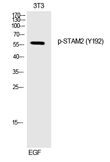 STAM2 (Phospho-Tyr192)