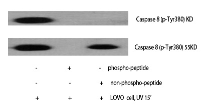 Caspase-8 (Phospho-Tyr380)
