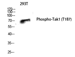 Tak1 (Phospho-Thr187)