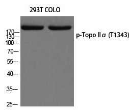 Topo IIα (Phospho-Thr1343)