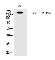 ErbB-3 (Phospho-Tyr1197)