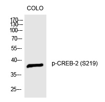 CREB-2 (Phospho-Ser219)