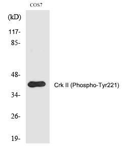 Crk II (Phospho-Tyr221)