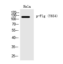 Flg (Phospho-Tyr654)