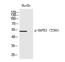 DAPK3 (Phospho-Thr265)