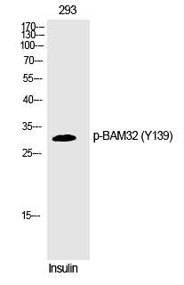 BAM32 (Phospho-Tyr139)