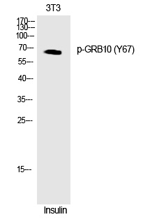 GRB1(Phospho-Tyr67)