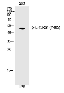 IL-13Rα1 (Phospho-Tyr405)