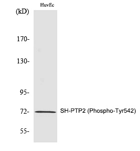 SH-PTP2 (Phospho-Tyr542)