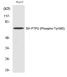 SH-PTP2 (Phospho-Tyr580)