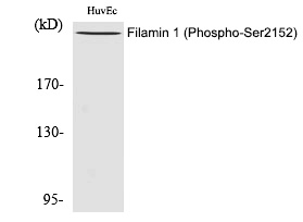 Filamin 1 (Phospho-Ser2152)