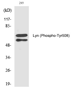 Lyn (Phospho-Tyr508)