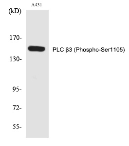 PLC β3 (Phospho-Ser1105)