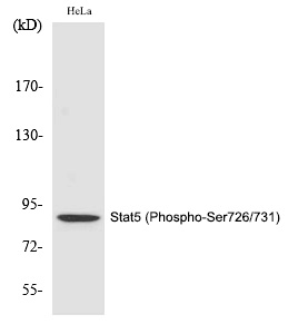 Stat5 (Phospho-Ser726/731)