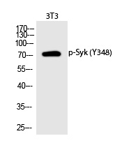 Syk (Phospho-Tyr348)