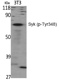 Rabbit Polyclonal Antibody to Syk (Phospho-Tyr348)