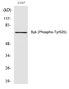 Syk (Phospho-Tyr525)
