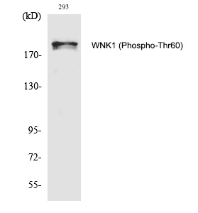 WNK1 (Phospho-Thr60)