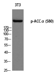 ACCα (Phospho-Ser80)