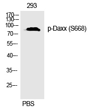 Daxx (Phospho-Ser668)