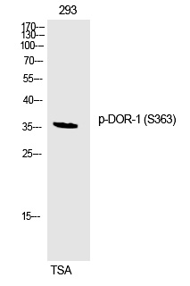 DOR-1 (Phospho-Ser363)