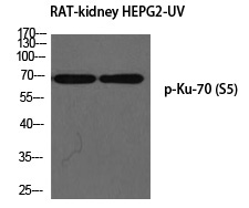 Ku-7(Phospho-Ser5)