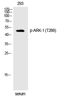 ARK-1 (Phospho-Thr288)