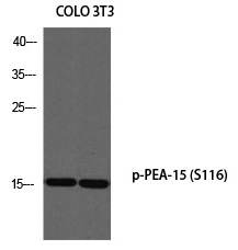 PEA-15 (Phospho-Ser116)