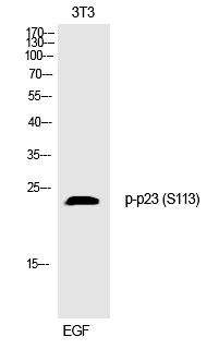 p23 (Phospho-Ser113)
