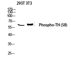 TH (Phospho-Ser8)