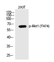 Akt1 (Phospho-Tyr474)